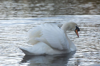 Close up of a swan