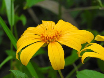 Close-up of yellow flower