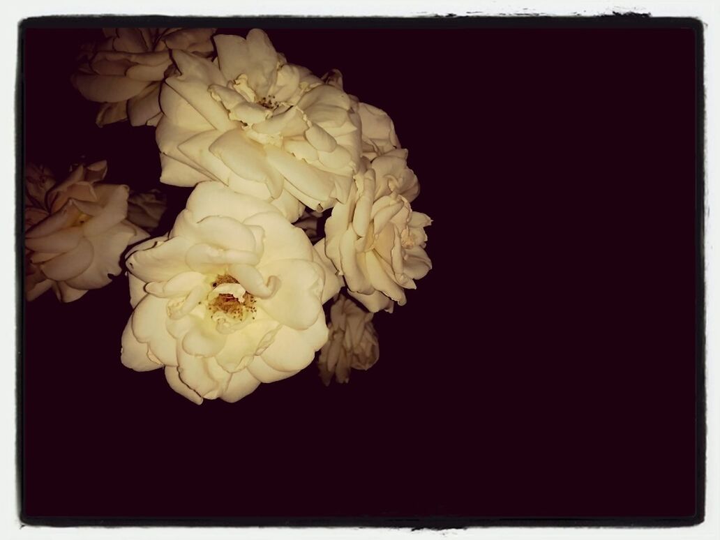 flower, petal, fragility, flower head, freshness, studio shot, transfer print, black background, beauty in nature, close-up, growth, auto post production filter, nature, white color, bunch of flowers, indoors, blossom, copy space, blooming, rose - flower