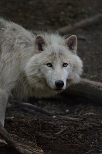 Portrait of lion