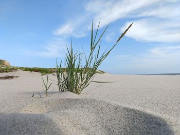 Plants on beach against sky