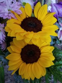 Close-up of sunflower