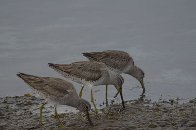 Bird on shore against sky