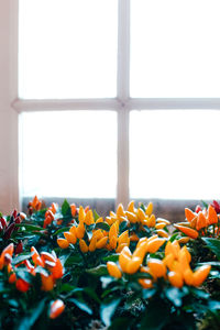 Close-up of orange flowers on window