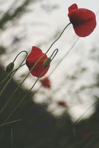 Close-up of red flower blooming against sky