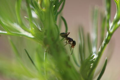 Close-up of insect on plant