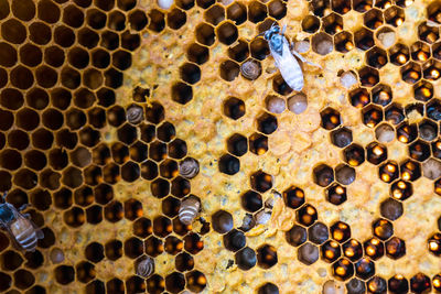 Full frame shot of bee