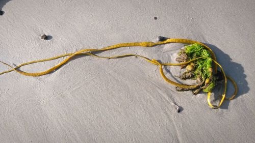 Close-up of crab on beach