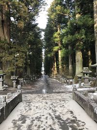 Walkway amidst trees