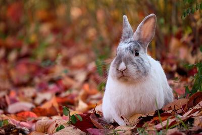 Close-up of an animal during autumn