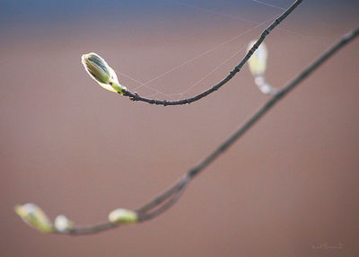 Close-up of spider on web