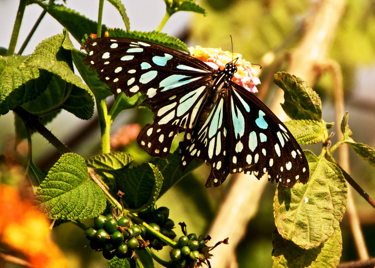 BUTTERFLY ON LEAF