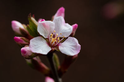 Close-up of pink flower against black background