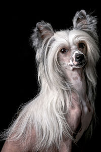 Close-up portrait of a dog