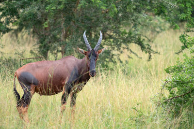 Topi, damaliscus jimela, ishasha national park, uganda