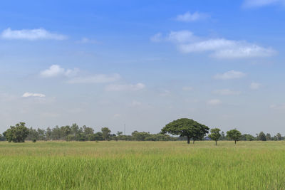 Scenic view of agricultural field against sky