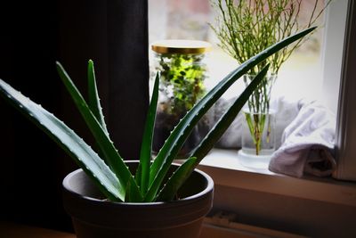 Close-up of potted plant on window sill at home