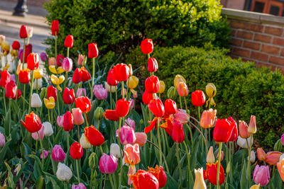 Close-up of red tulips