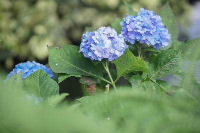 Close-up of purple flowering plant