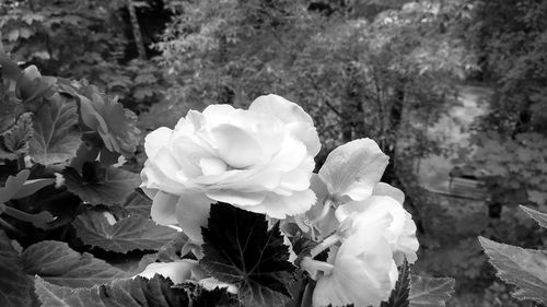 Close-up of white roses