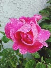 Close-up of pink rose