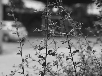 Close-up of plants against blurred background