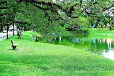 Reflection of trees in lake