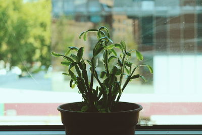 Close-up of potted plant