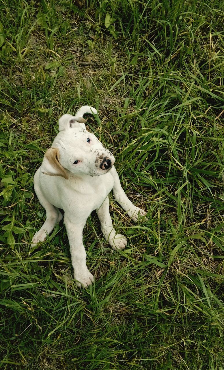 HIGH ANGLE VIEW OF DOGS ON FIELD