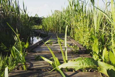 Surface level of agricultural field