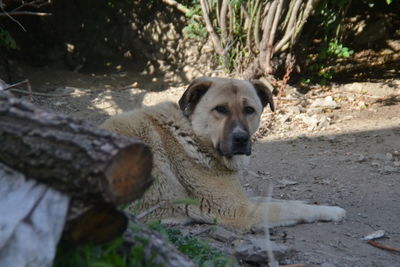 Portrait of dog relaxing on field