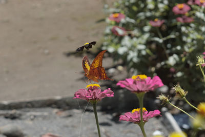 Close-up of butterfly pollinating on pink flower