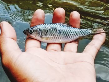 Close-up of man holding fish