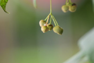 Close-up of fruits on plant
