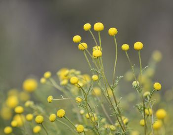 Close-up of yellow plant