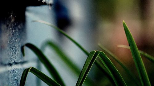 Close-up of caterpillar on plant