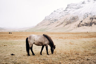 Horses in a field