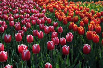 Close-up of red tulips in field