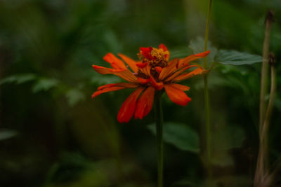 Close-up of red flowering plant