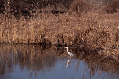 View of bird in lake