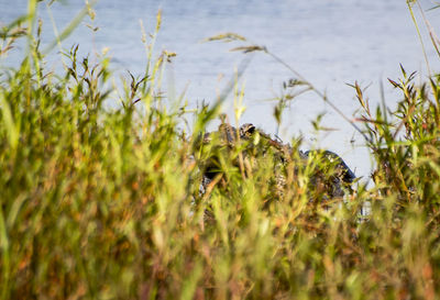 Alligator in water by plants at myakka river state park