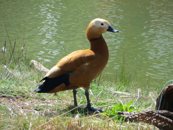 Duck on lakeshore