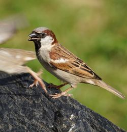 Close-up of bird