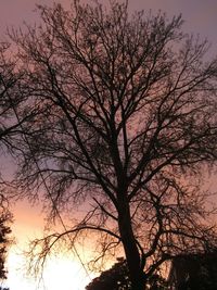 Low angle view of bare trees against sky at sunset