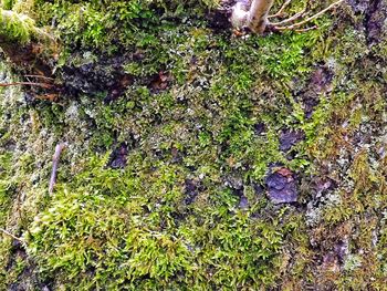 High angle view of moss growing on water