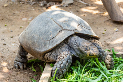 Close-up of turtle on field