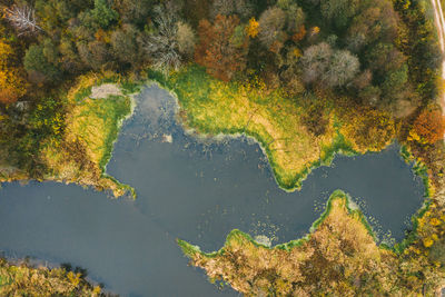 Aerial view on wild forest scene in autumn time, colorful trees, and pine woods with river.