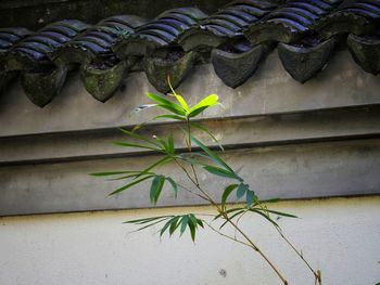 Close-up of potted plant against wall