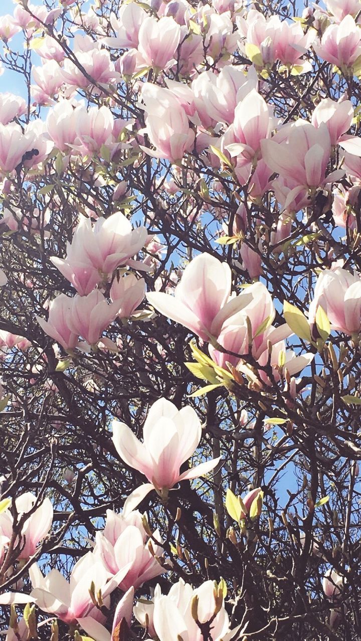 flower, freshness, fragility, pink color, growth, petal, beauty in nature, branch, nature, blossom, flower head, blooming, in bloom, tree, pink, springtime, close-up, botany, outdoors, low angle view