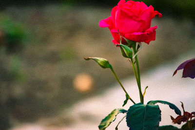 Close-up of pink rose plant